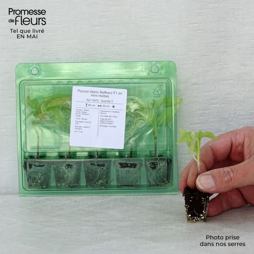 Example of Paprika Bellkaro F1 Mini-Plug Ø 3/4 cm as you get in printemps