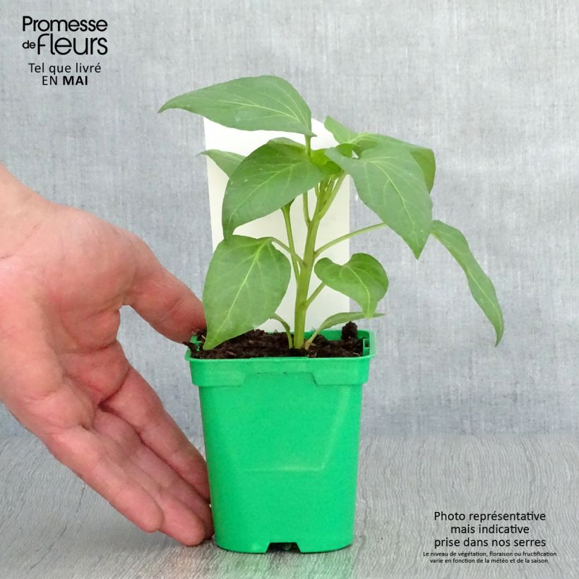 Example of Paprika Bellkaro F1 Topf 10 cm/11cm as you get in printemps