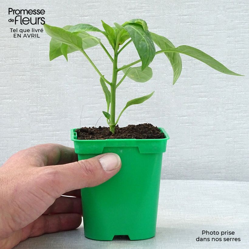 Exemplar von Paprika Tenor F1 Topf 10 cm/11cm wie im Frühjahr geliefert