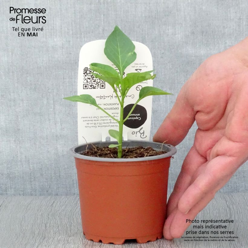 Example of Paprika Jericho F1 (Pflanzen Bio) Topf 10 cm/11cm as you get in printemps