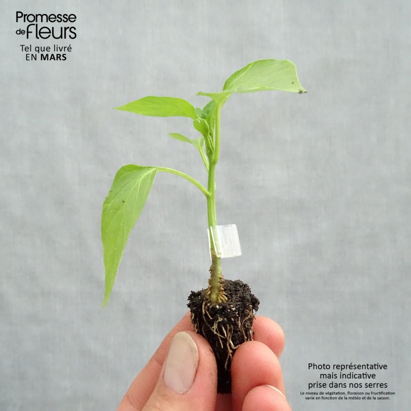 Example of Paprika Jericho F1 Bio (Veredelt) Mini-Plug Ø 1,5/2,5 cm as you get in printemps