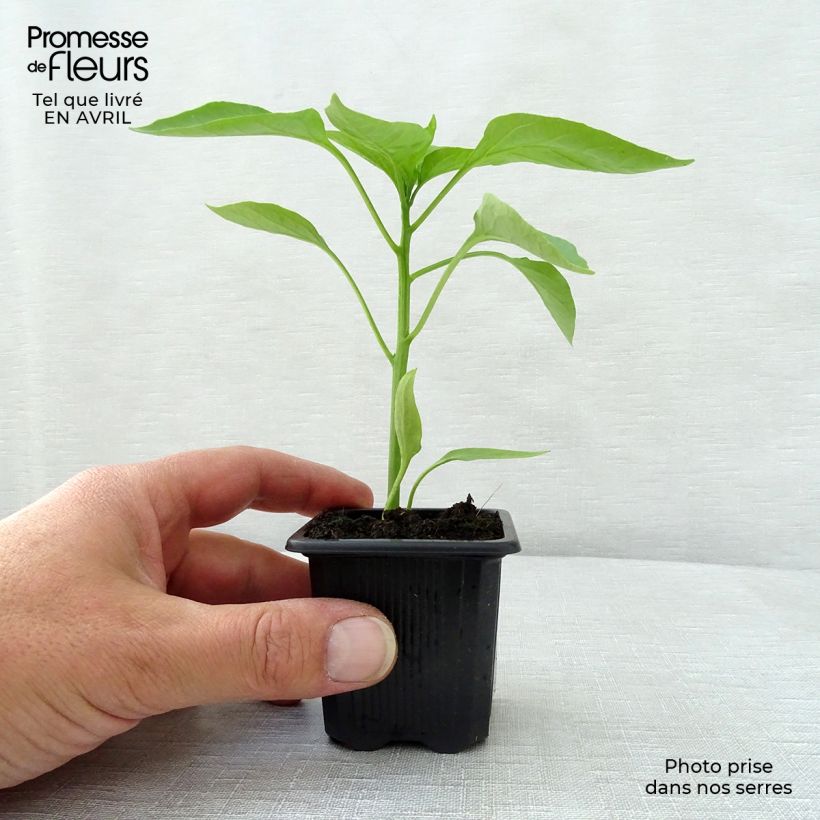 Example of Paprika Lamuyo F1 (Pflanzen) Kleine Töpfe von 7/8 cm as you get in printemps