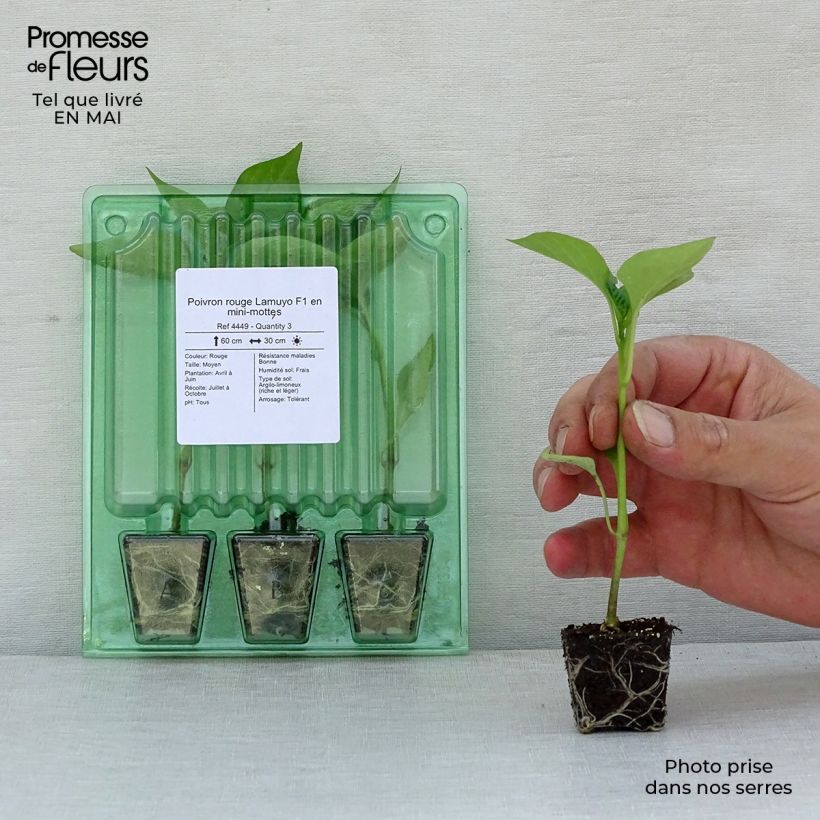 Example of Paprika Lamuyo F1 (Pflanzen) Mini-Plug Ø 3/4 cm as you get in printemps