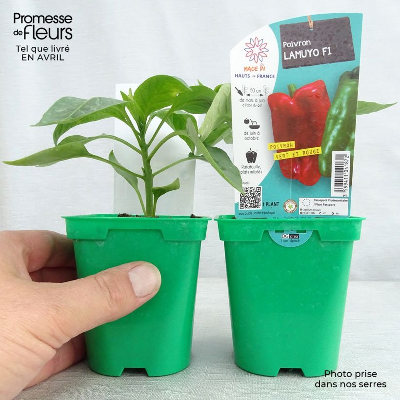 Example of Paprika Lamuyo F1 (Pflanzen) Topf 10 cm/11cm as you get in printemps