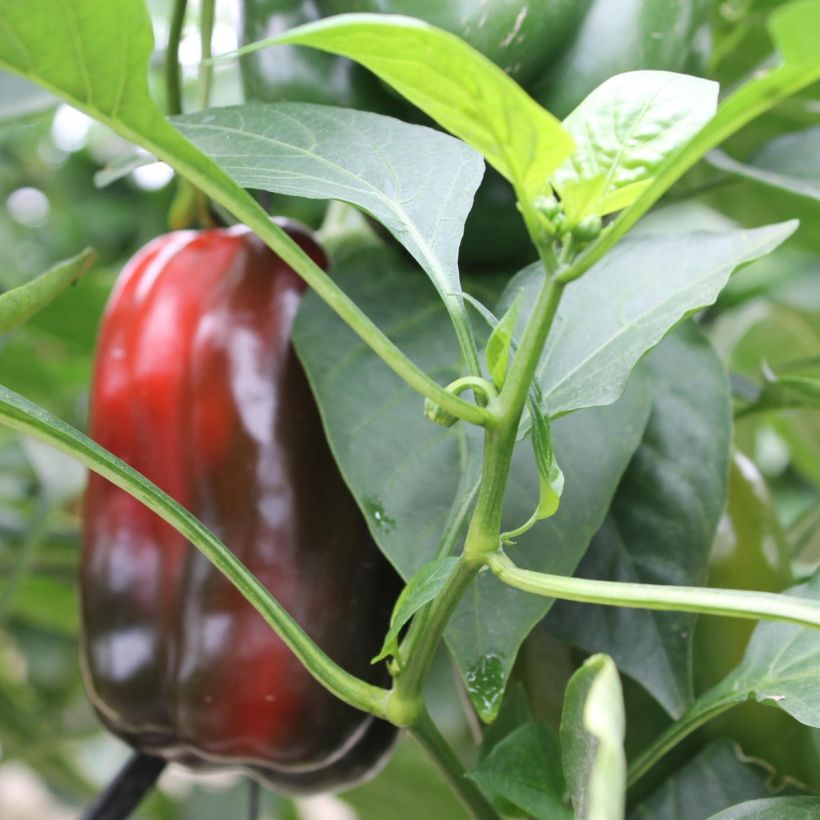 Paprika Lamuyo F1 (Veredelt) (Foliage)