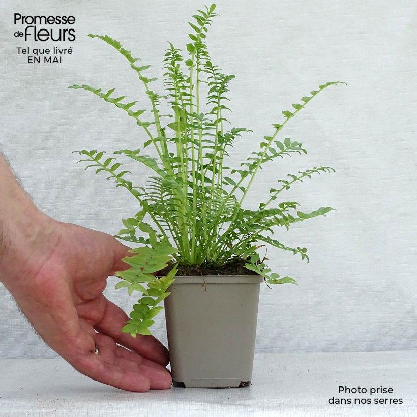 Exemplar von Polemonium caeruleum Album - Jakobsleiter Kleine Töpfe von 8/9 cm wie im Frühjahr geliefert