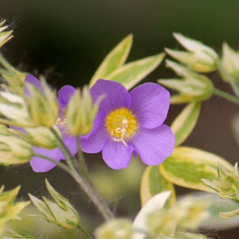 Polemonium pulcherrimum Golden Feathers - Jakobsleiter (Flowering)