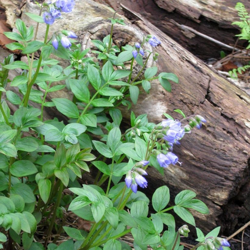 Polemonium reptans - Jakobsleiter (Wuchs)