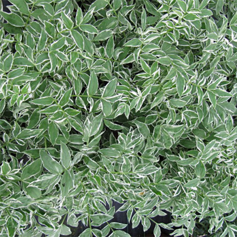 Polemonium reptans Touch of Class - Jakobsleiter (Foliage)