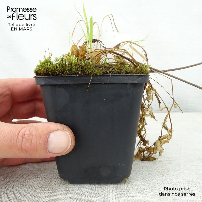 Example of Polemonium reptans Touch of Class - Jakobsleiter Kleine Töpfe von 8/9 cm as you get in printemps