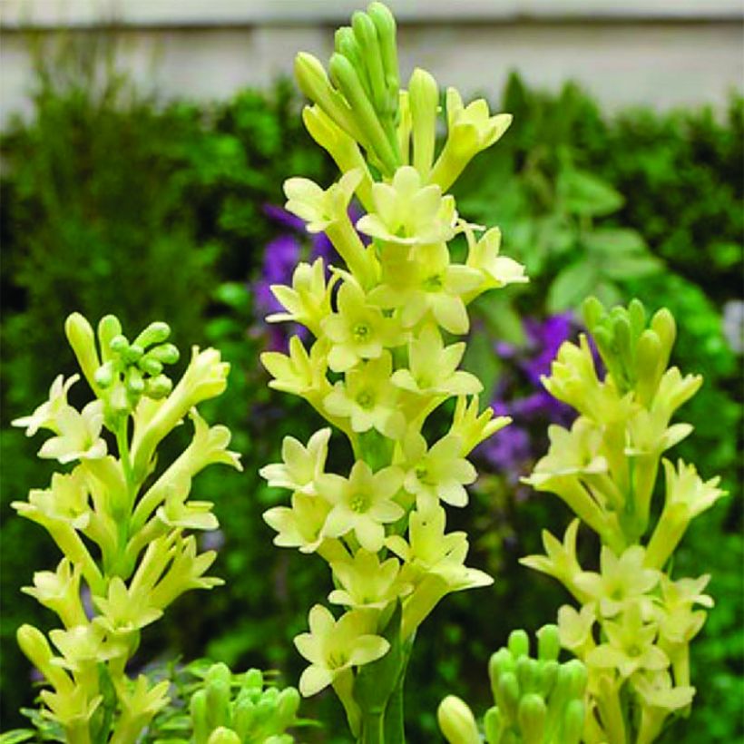 Polyanthes tuberosa Super Gold - Tuberose (Flowering)