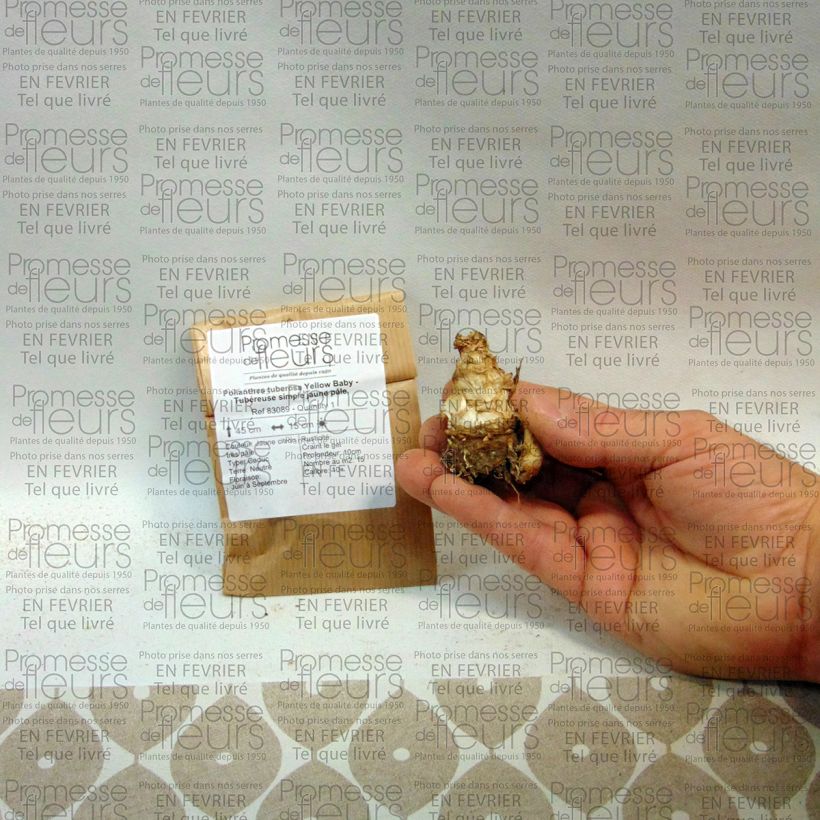 Beispiel eines Exemplars von Polyanthes tuberosa Yellow Baby - Tuberose Zwiebel Kaliber/Größe 10+ wie geliefert