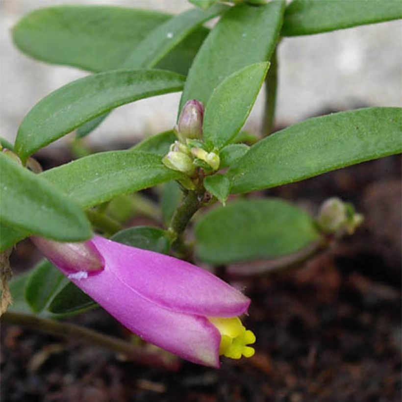 Polygala chamaebuxus Grandiflora - Kreuzblume (Foliage)