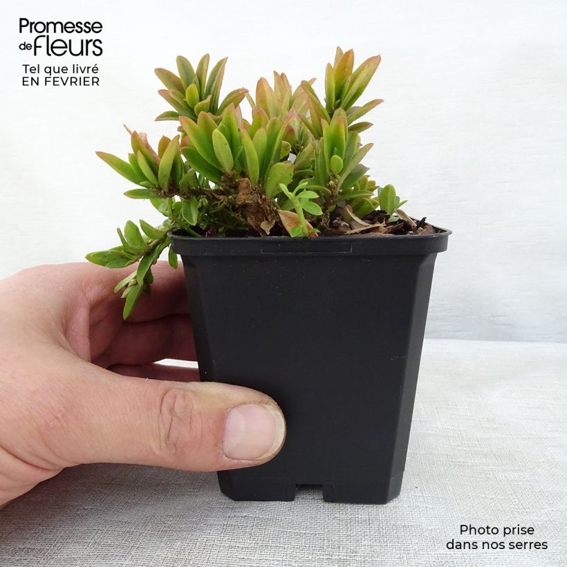 Example of Polygala chamaebuxus Grandiflora - Kreuzblume Kleine Töpfe von 8/9 cm as you get in hiver