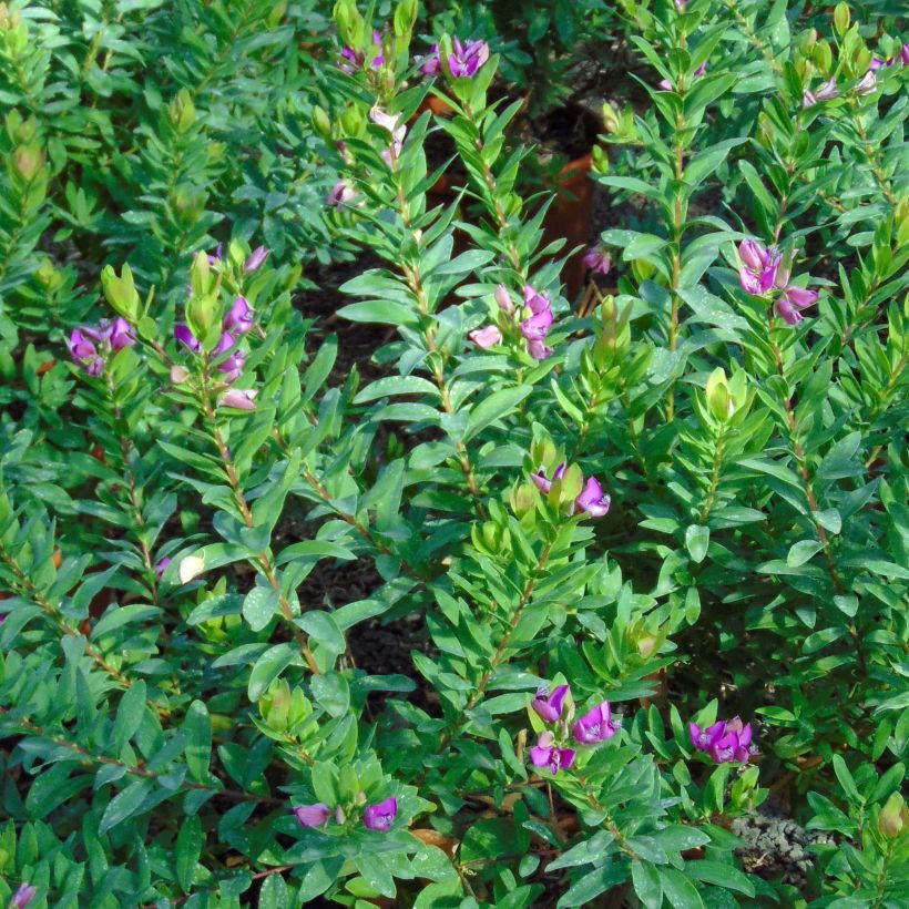 Polygala myrtifolia - Kreuzblume (Foliage)
