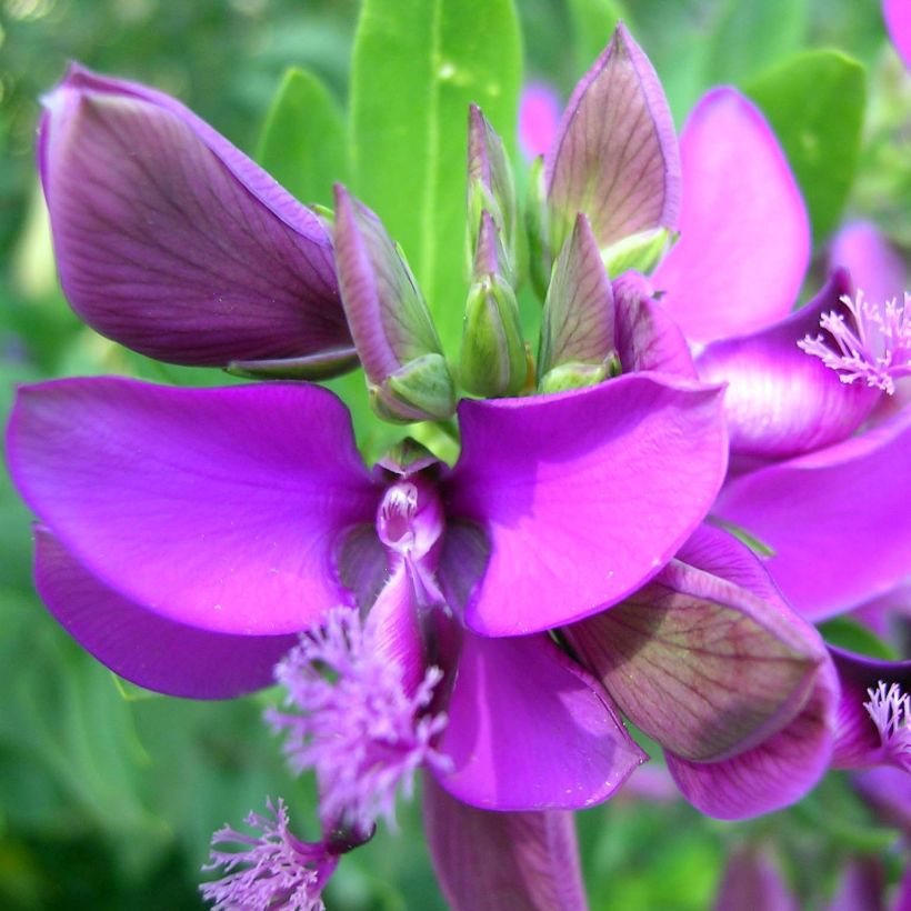 Polygala myrtifolia - Kreuzblume (Flowering)