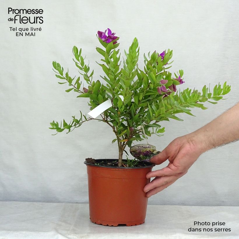 Example of Polygala myrtifolia - Kreuzblume Topf mit 2L/3L as you get in printemps