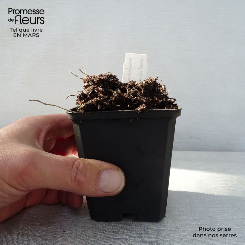 Example of Polygonatum humile - Weißwurz Kleine Töpfe von 8/9 cm as you get in printemps