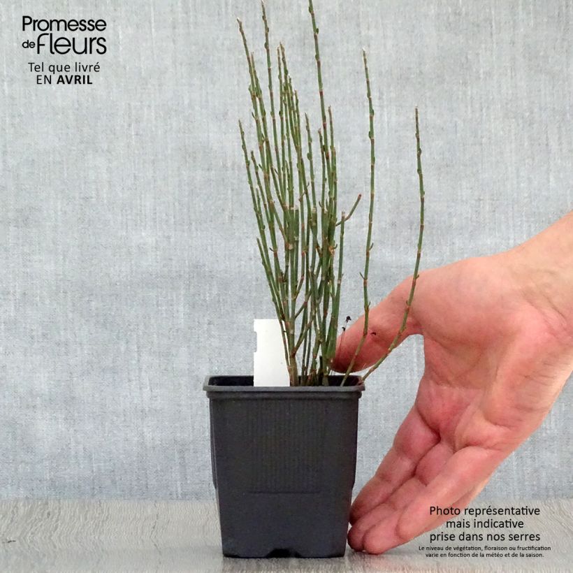 Exemplar von Polygonum scoparium - Knöteriche Kleine Töpfe von 8/9 cm wie im Frühjahr geliefert