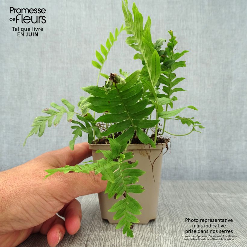 Exemplar von Polypodium vulgare - Tüpfelfarn Kleine Töpfe von 8/9 cm wie im Sommer geliefert
