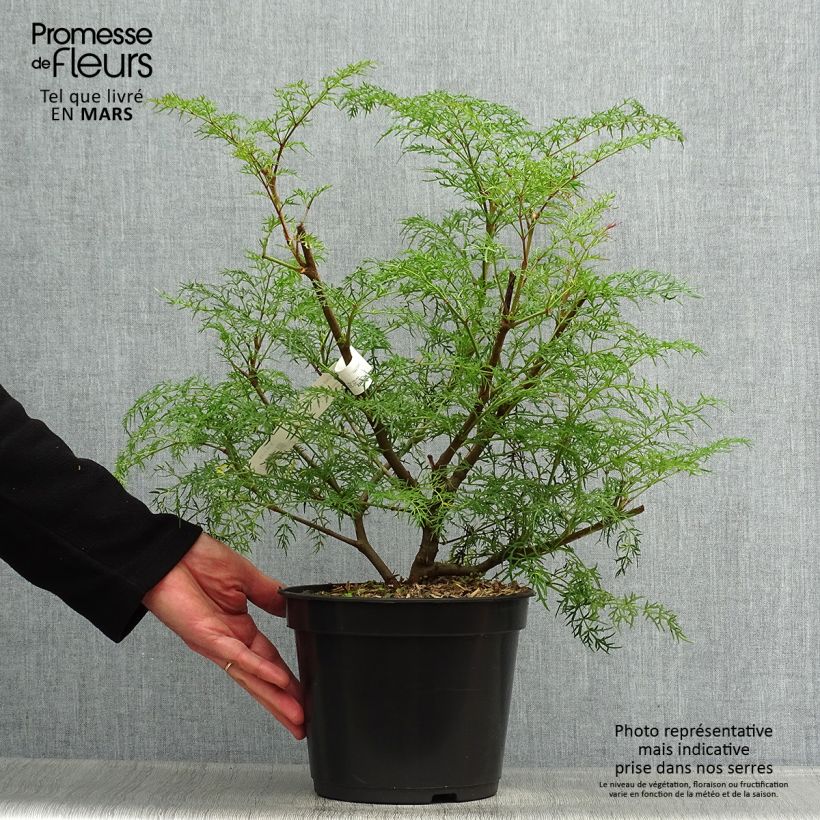 Exemplar von Polyscias sambucifolia - Fiederaralie Topf mit 4L/5L wie im Frühjahr geliefert