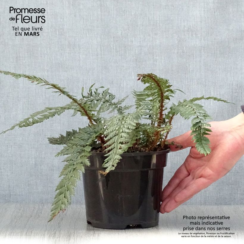 Example of Japanischer Glanzschildfarn Shiny Holy Fern - Polystichum polyblepharum Topf mit 2L/3L as you get in printemps