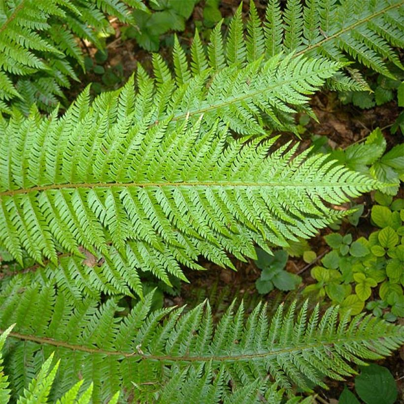 Gelappter Schildfarn - Polystichum aculeatum (Laub)