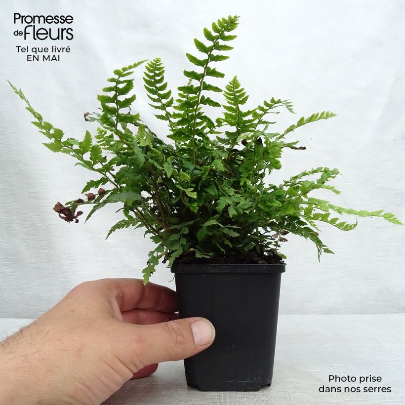 Exemplar von Gelappter Schildfarn - Polystichum aculeatum Kleine Töpfe von 8/9 cm wie im Frühjahr geliefert