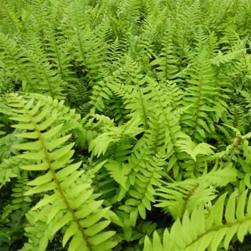 Westamerikanischer Schwertfarn - Polystichum munitum (Foliage)