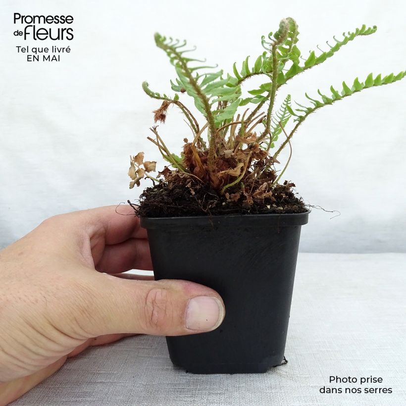 Example of Westamerikanischer Schwertfarn - Polystichum munitum Kleine Töpfe von 8/9 cm as you get in printemps