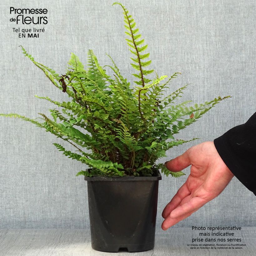 Example of Schildfarn - Polystichum neolobatum Topf mit 2L/3L as you get in printemps