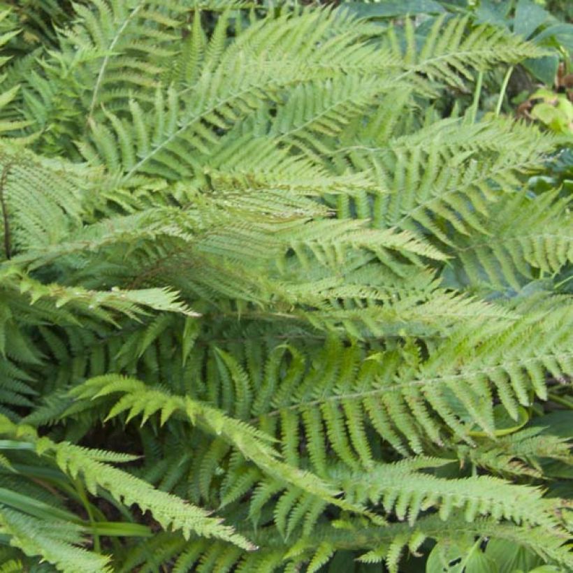 Japanischer Glanzschildfarn - Polystichum polyblepharum (Foliage)