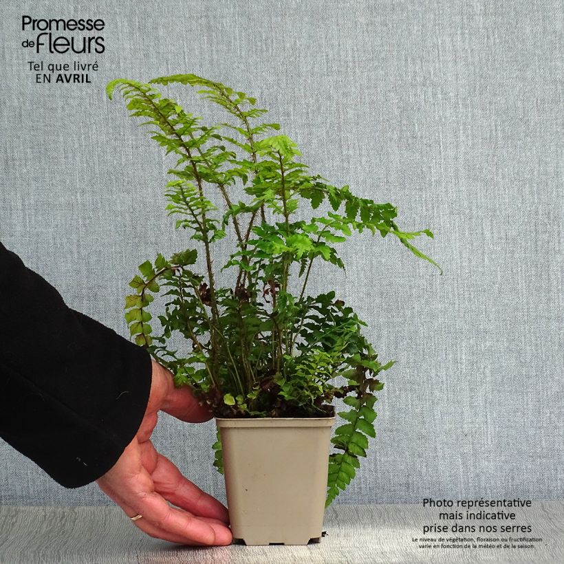 Example of Japanischer Glanzschildfarn - Polystichum polyblepharum Kleine Töpfe von 8/9 cm as you get in printemps