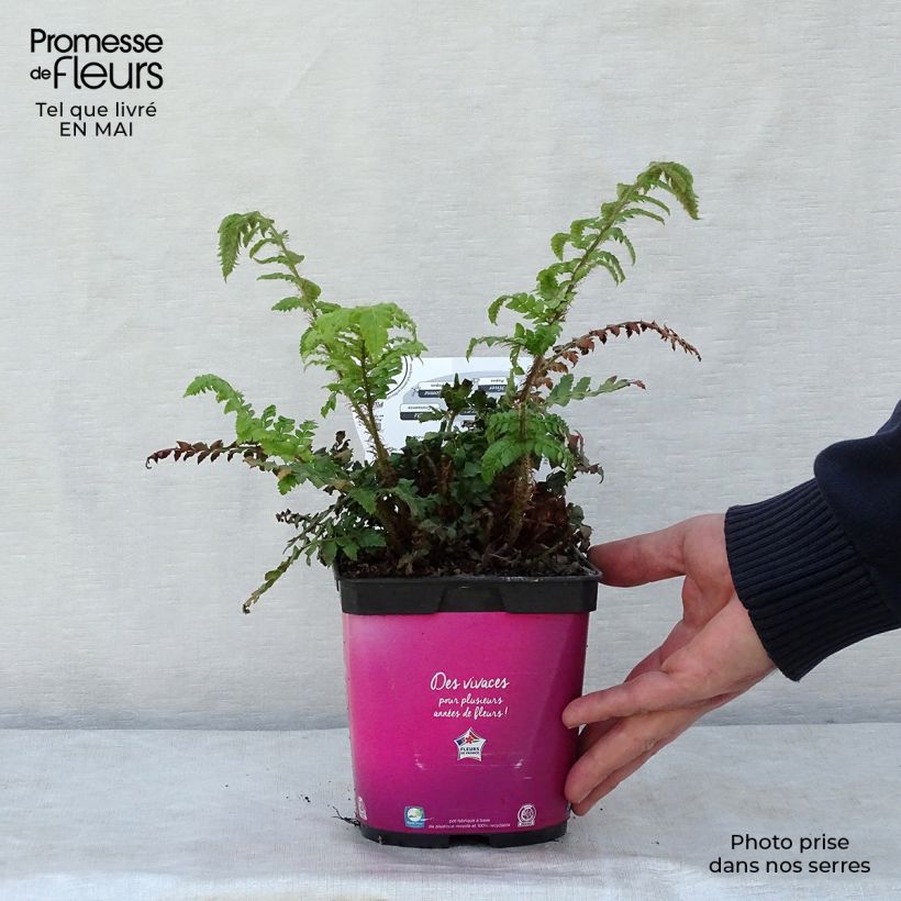 Example of Japanischer Glanzschildfarn - Polystichum polyblepharum Topf mit 2L/3L as you get in printemps