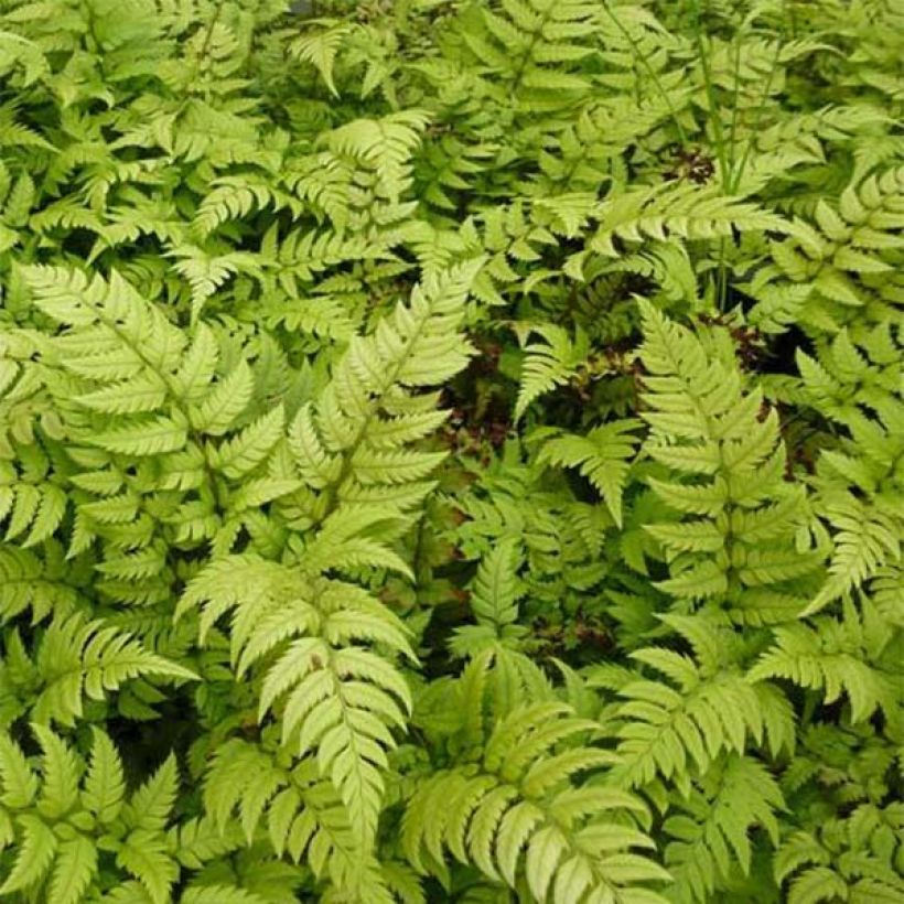 Steifer Schildfarn - Polystichum rigens (Foliage)