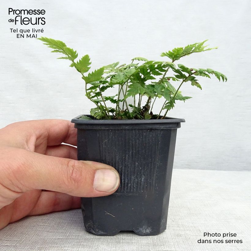 Example of Steifer Schildfarn - Polystichum rigens Kleine Töpfe von 8/9 cm as you get in printemps