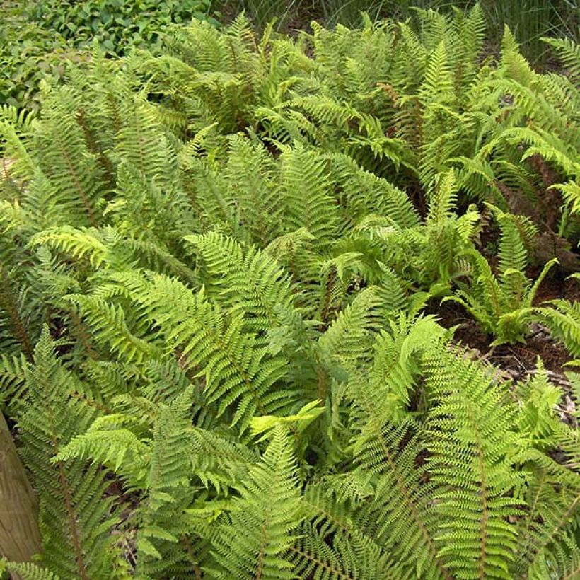 Weicher Schildfarn - Polystichum setiferum (Foliage)