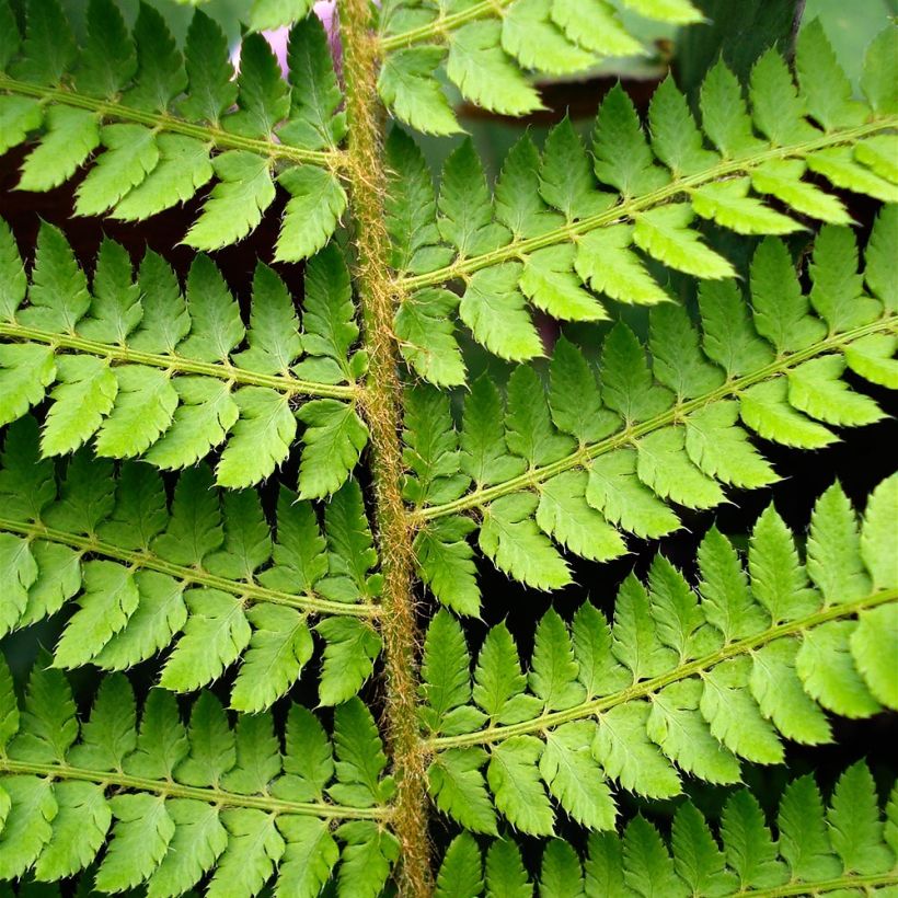 Weicher Schildfarn Herrenhausen - Polystichum setiferum (Foliage)