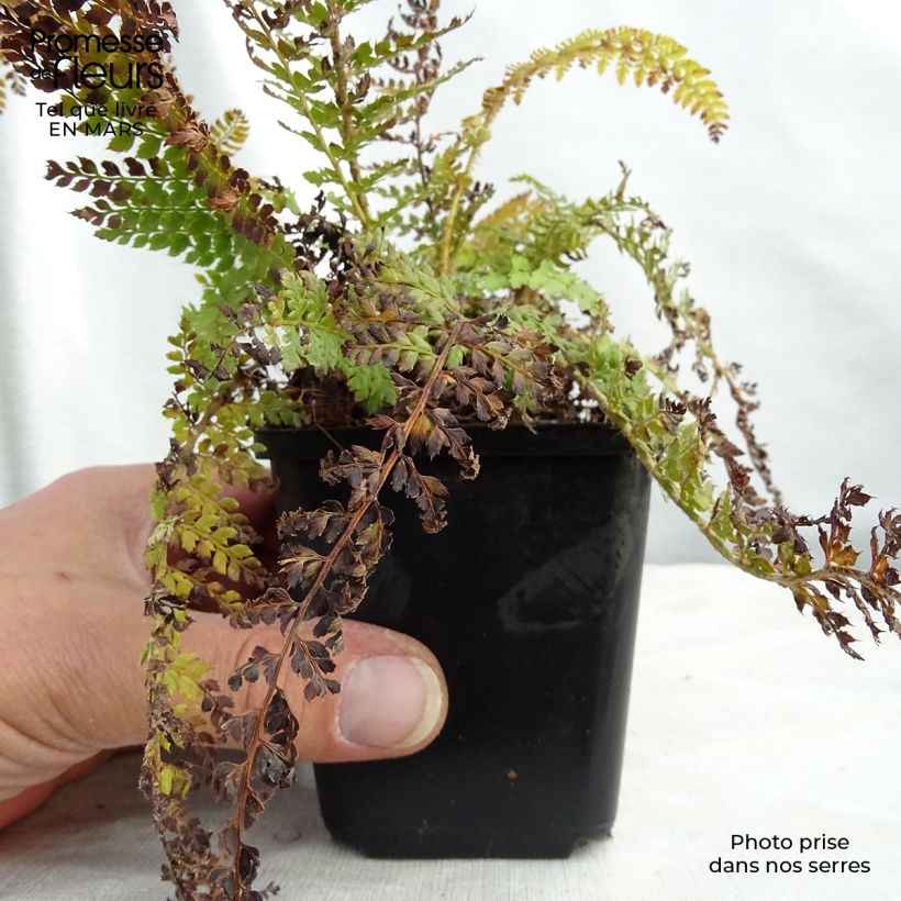 Exemplar von Weicher Schildfarn Densum - Polystichum setiferum Kleine Töpfe von 8/9 cm wie im Frühjahr geliefert
