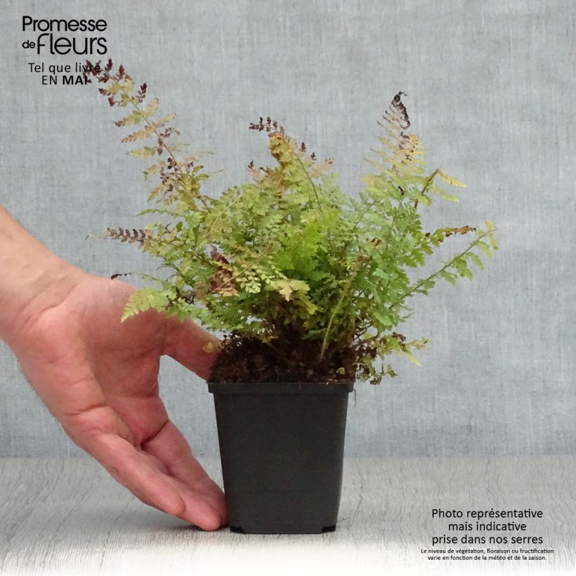 Example of Weicher Schildfarn Herrenhausen - Polystichum setiferum Kleine Töpfe von 8/9 cm as you get in printemps