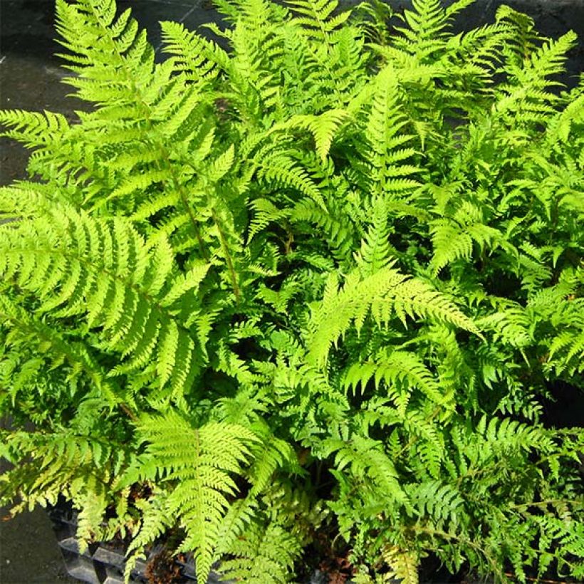 Weicher Schildfarn Dahlem - Polystichum setiferum (Laub)