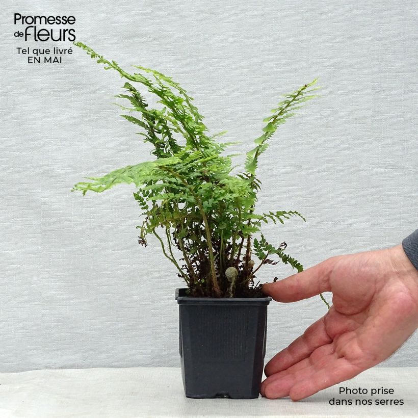 Example of Weicher Schildfarn - Polystichum setiferum Kleine Töpfe von 8/9 cm as you get in printemps