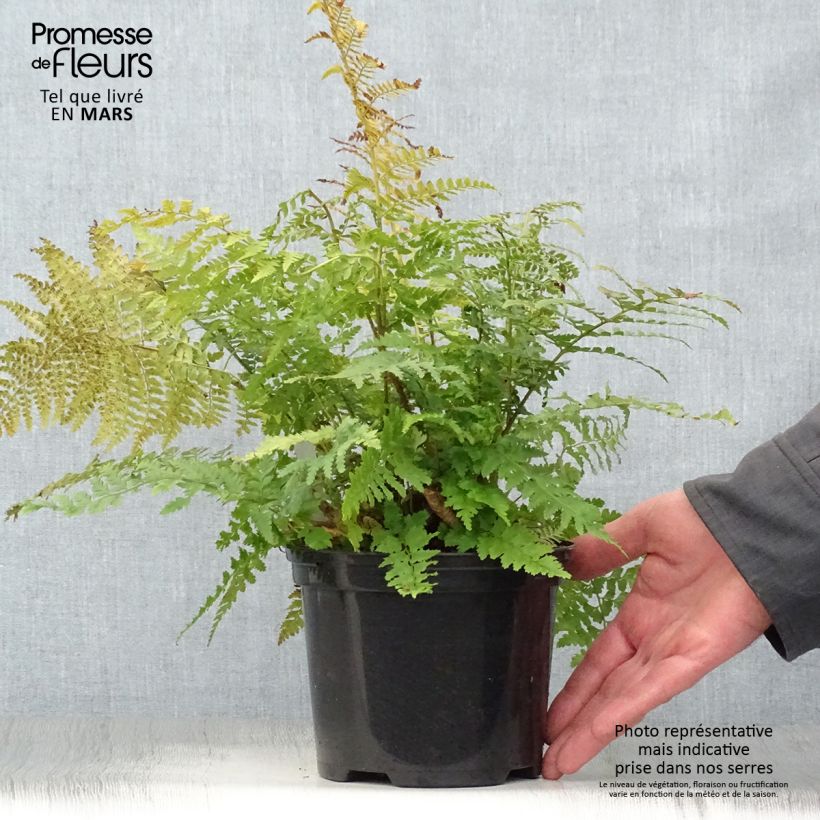 Example of Weicher Schildfarn - Polystichum setiferum Topf mit 2L/3L as you get in printemps