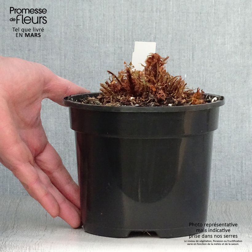 Exemplar von Weicher Schildfarn Plumosum Bevis - Polystichum setiferum Topf mit 2L/3L wie im Frühjahr geliefert