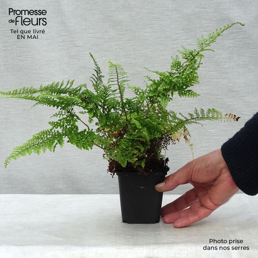 Example of Weicher Schildfarn Plumosum Densum - Polystichum setiferum Kleine Töpfe von 8/9 cm as you get in printemps