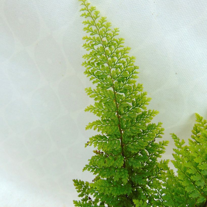 Weicher Schildfarn Plumosum Densum - Polystichum setiferum (Foliage)