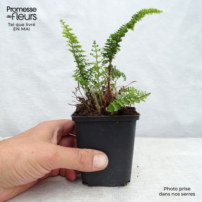 Example of Tsus-Sima-Schildfarn - Polystichum tsus-simense Kleine Töpfe von 8/9 cm as you get in printemps