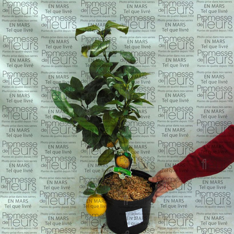 Beispiel eines Exemplars von Grapefruit Star Ruby - Citrus x paradisi Topf mit 4L/5L wie geliefert