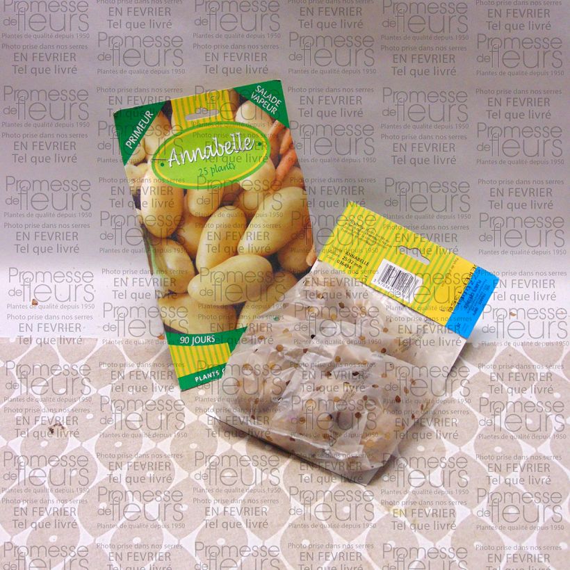 Beispiel eines Exemplars von Kartoffel Annabelle Beutel mit 25 Setzlingen Kaliber/Größe 28/32 mm wie geliefert