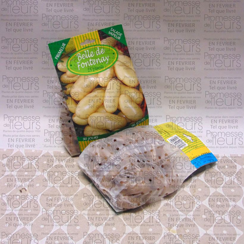 Beispiel eines Exemplars von Kartoffel Belle de Fontenay Beutel mit 25 Setzlingen Kaliber/Größe 25/32 mm wie geliefert